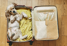 Путешествие с хвостом Путешествие с хвостом