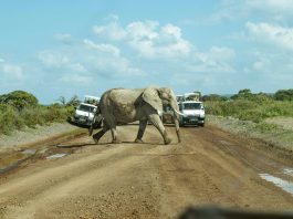 Гид по Кении: сафари мечты Гид по Кении: сафари мечты