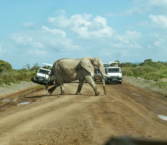 Гид по Кении: сафари мечты Гид по Кении: сафари мечты