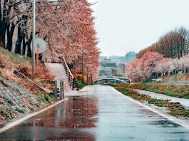 Бесплатный Сеул Бесплатный Сеул