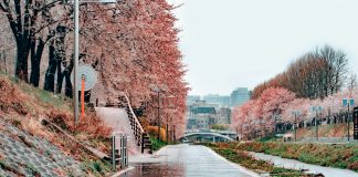 Бесплатный Сеул Бесплатный Сеул