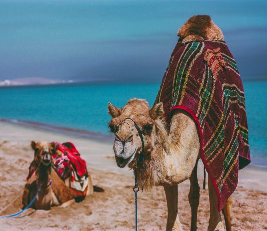 Верблюжьи бега по-катарски Верблюжьи бега по-катарски