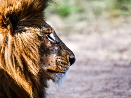 Как подготовиться к сафари? Как подготовиться к сафари