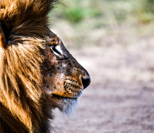 Как подготовиться к сафари? Как подготовиться к сафари