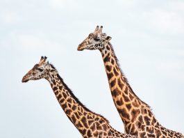 Найроби — не везде хорошо, где нас нет