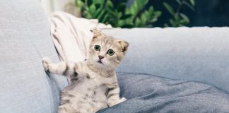 Кафе усопших животных Кафе усопших животных